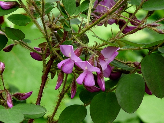 {Robinia hispida}